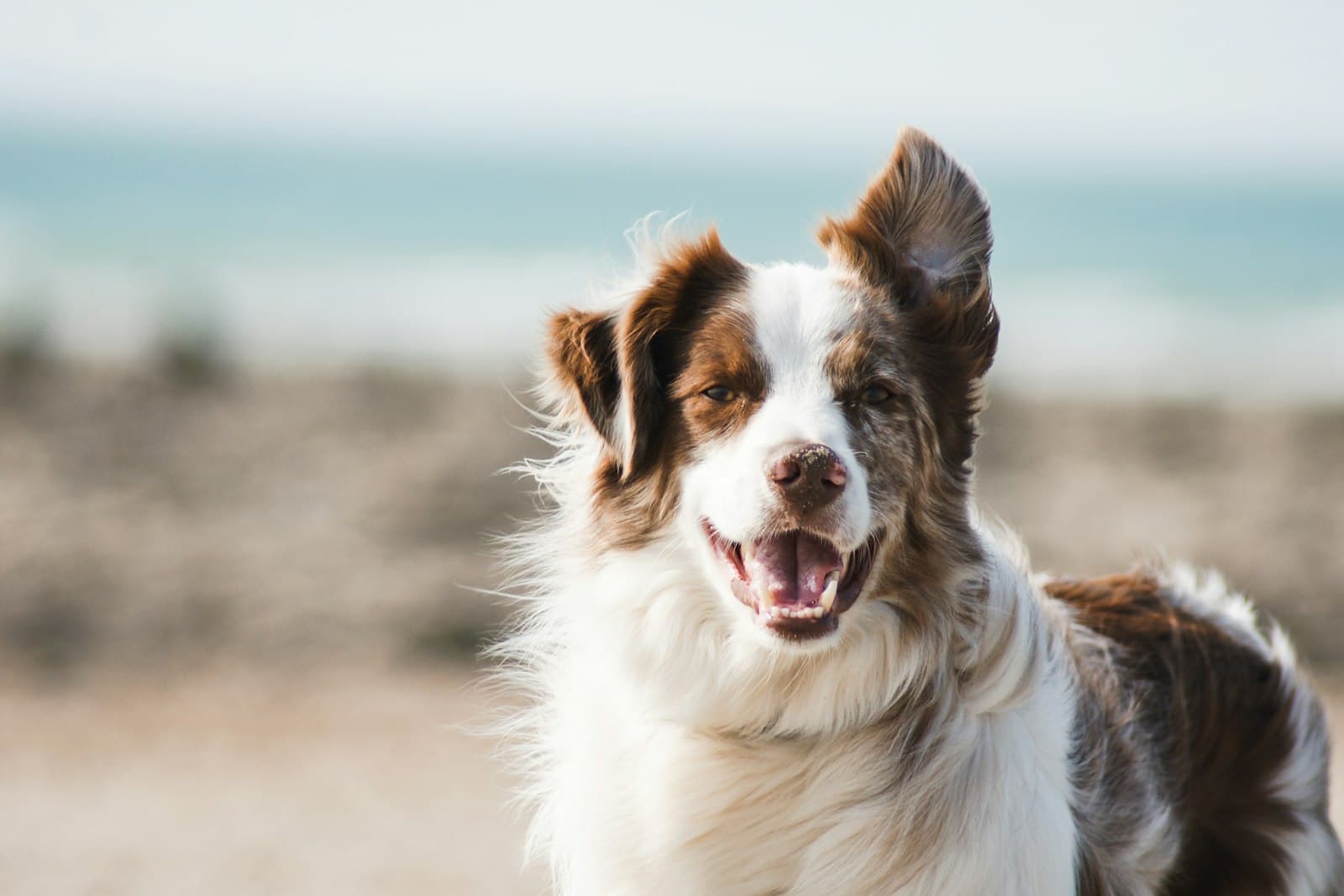 Complete Canine