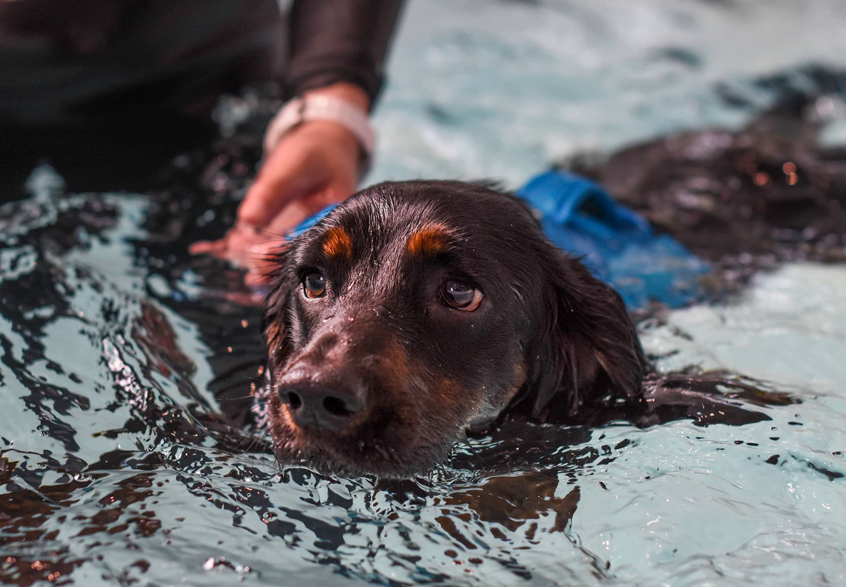 A Passion for Canine Wellbeing 1